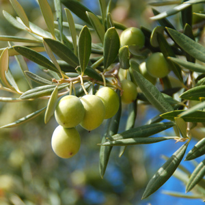 Favarol Olive