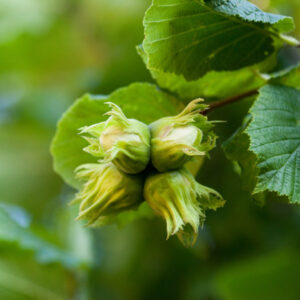 Felix Hazelnut