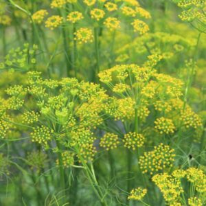 Fennel