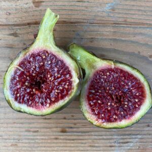 Figo Preto Fig Tree
