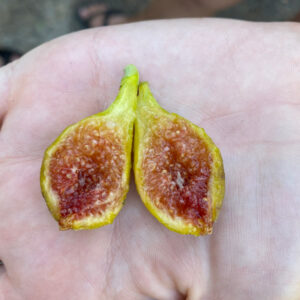 Figoin Fig Tree