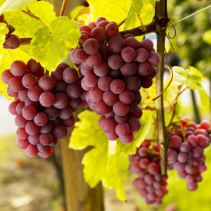 Flame Red Seedless Table Grape