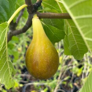 Flanders Fig Tree