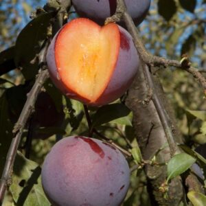 Flavor Finale Pluot