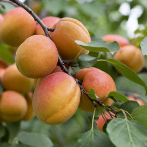 Flavor Giant Apricot