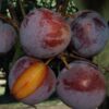 Flavor King Pluot