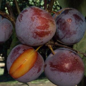 Flavor King Pluot