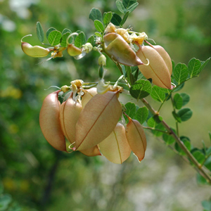 Floaty Boat Pea Tree - Colutea arborescens