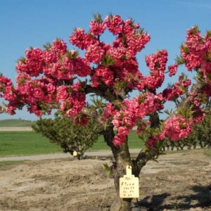 Flory Miniature Peach