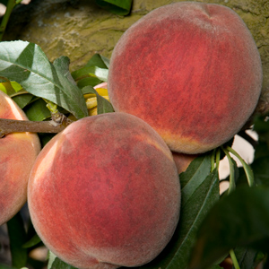 Fortyniner Peach