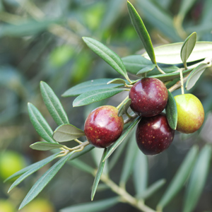 Frantoio Olive