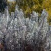 Fred Boutin Lavender
