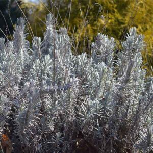 Fred Boutin Lavender