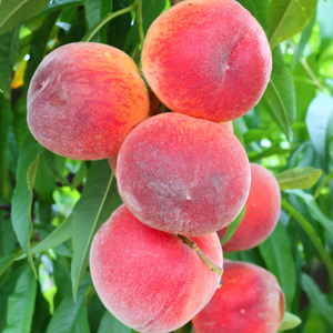 Frost Peach