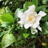 Frostproof Gardenia