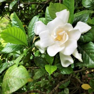 Frostproof Gardenia