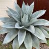 Frosty Blue Whale's Tongue Agave