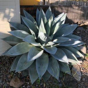 Frosty Blue Whale's Tongue Agave