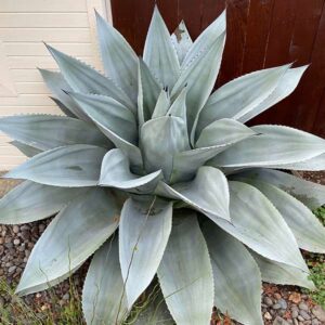 Frosty Blue Whale's Tongue Agave