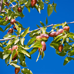 GA-866 Jujube