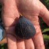 Galicia Negra Fig Tree