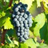 Gamaret Wine Grape