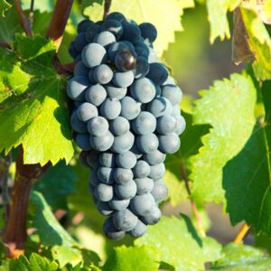 Gamaret Wine Grape