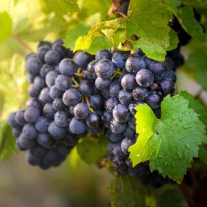 Gamay Noir Wine Grape