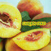 Garden Gold Miniature Peach_