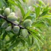 Garden Prince Dwarf Almond