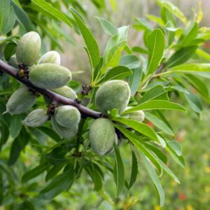 Garden Prince Dwarf Almond