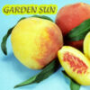 Garden Sun Miniature Peach