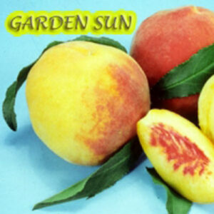 Garden Sun Miniature Peach