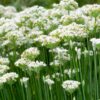 Garlic Chives