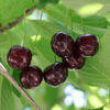 Garnet Girl™ Cherry