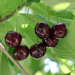 Garnet Girl™ Cherry