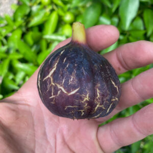 Genovese Nero Fig Tree
