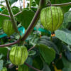 Giant Groundcherry