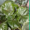 Giant Leopard Plant