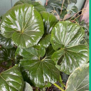 Giant Leopard Plant