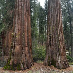 Giant Sequoia Tree