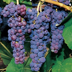 Glenora Table Grape