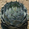 Globe Hardy Century Agave
