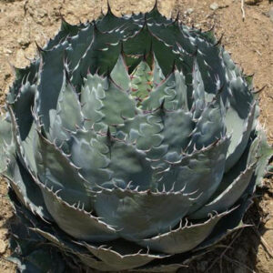 Globe Hardy Century Agave