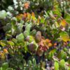 Glossy Leaf Manzanita