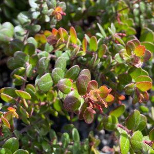 Glossy Leaf Manzanita