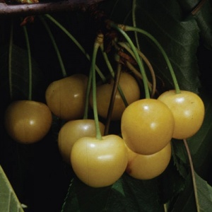 Gold Cherry Tree