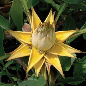 Golden Lotus Flower Banana