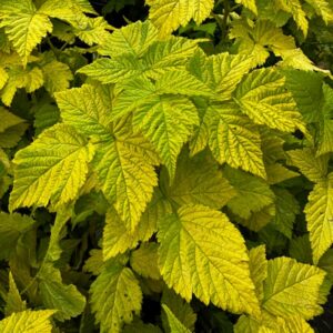Golden Ruby Salmonberry