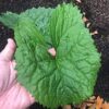 Gomchee Korean Mountain Vegetable